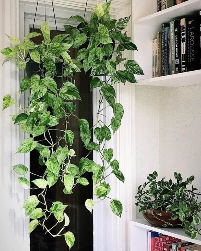 Лиана сциндапсус эпипремнум