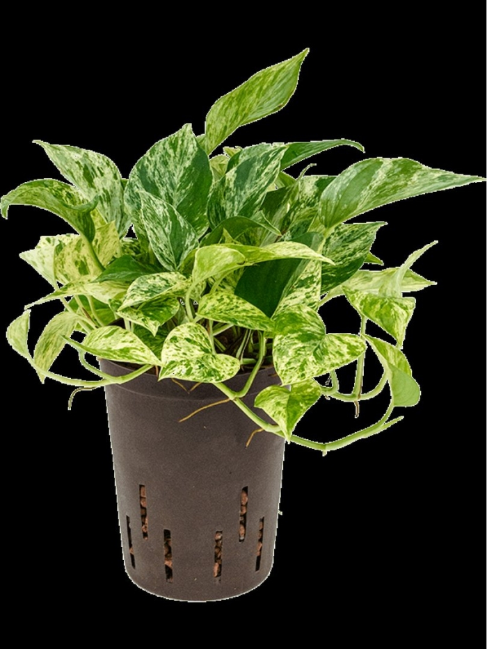 Марбл квин сциндапсус