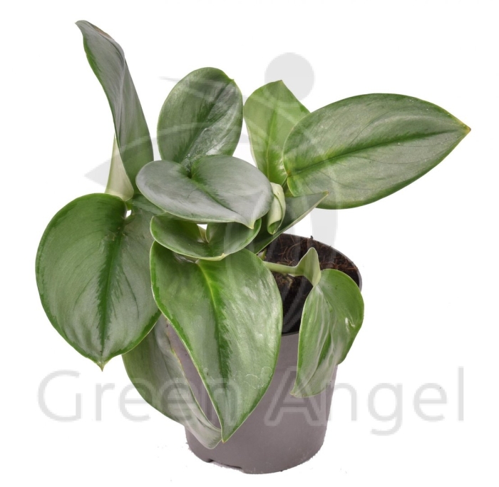 Мунлайт сциндапсус