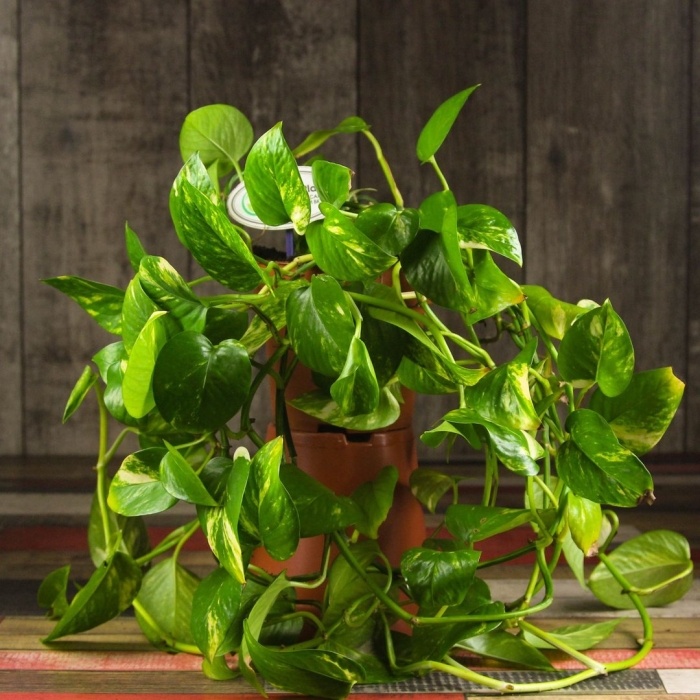 Эпипремнум моссток