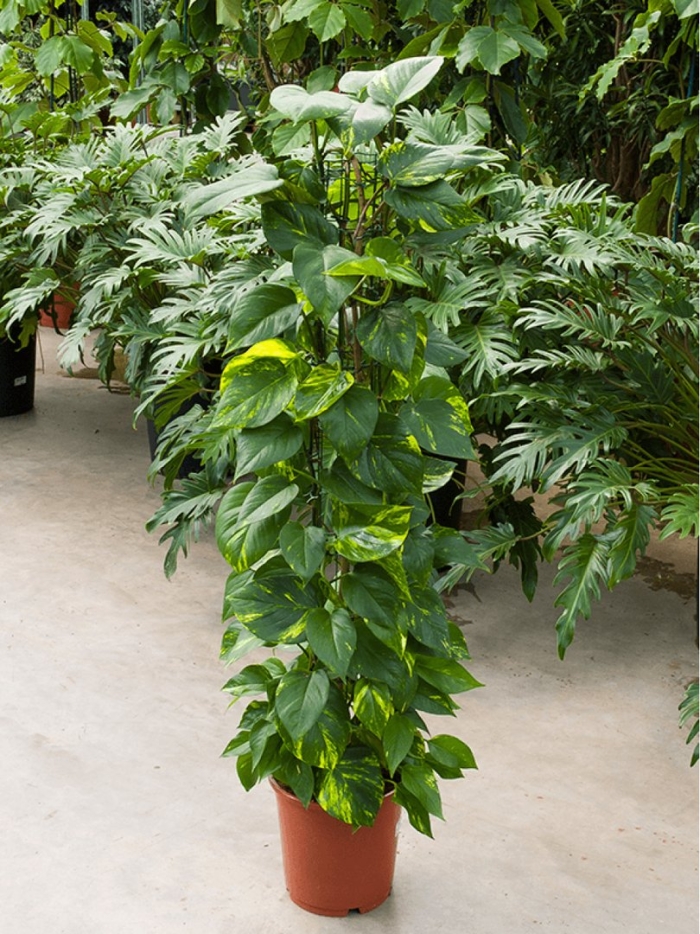 Эпипремнум золотистый ауреум