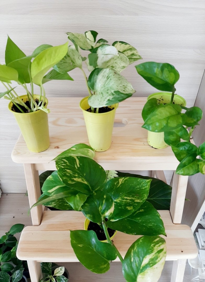 Глобал грин эпипремнум