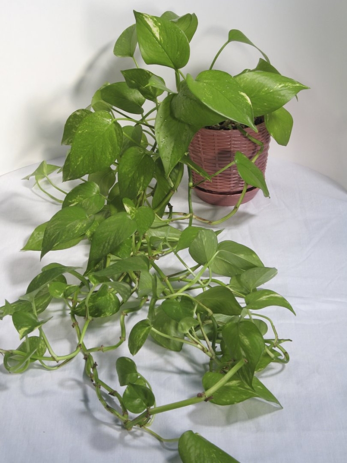 Лиана сциндапсус