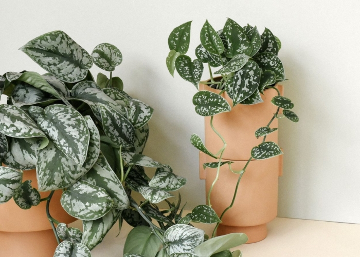 Сциндапсус цветок комнатный