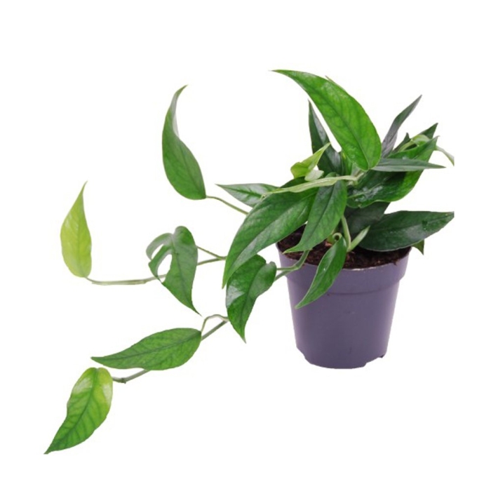 Эпипремнум себу