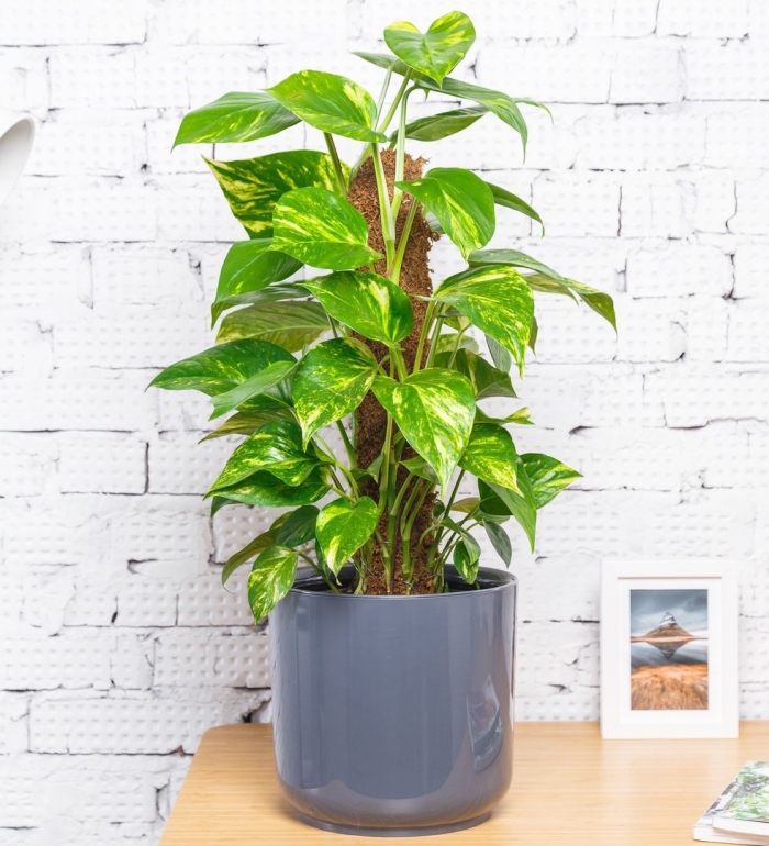 Сциндапсус комнатное растение