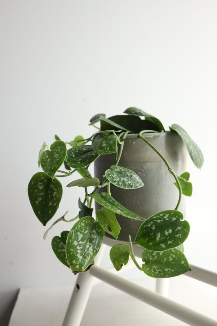 Сциндапсус расписной пиктус