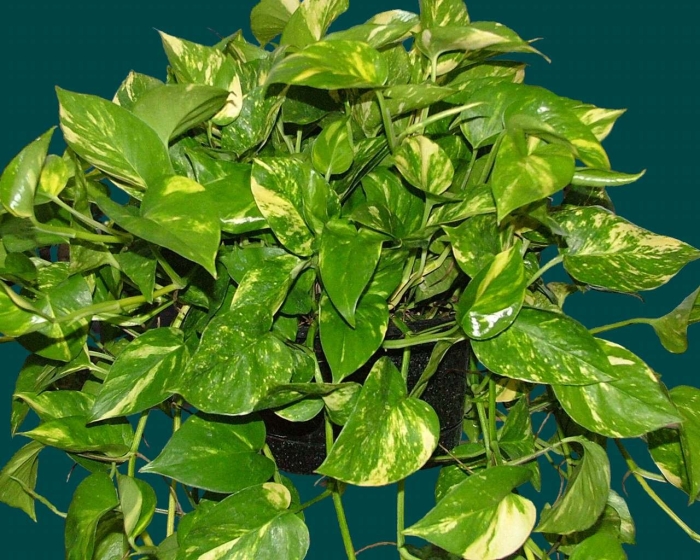 Комнатное растение эпипремнум