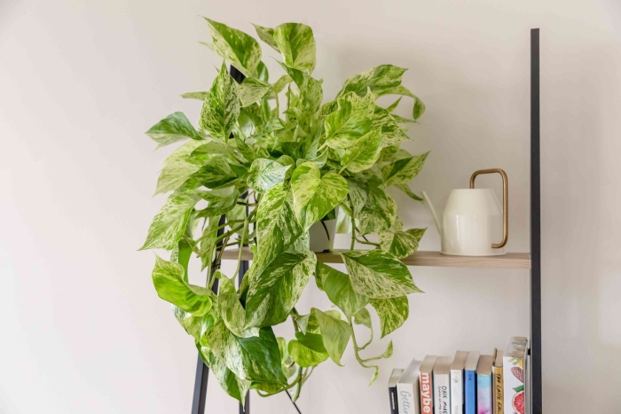 Эпипремнум marble queen