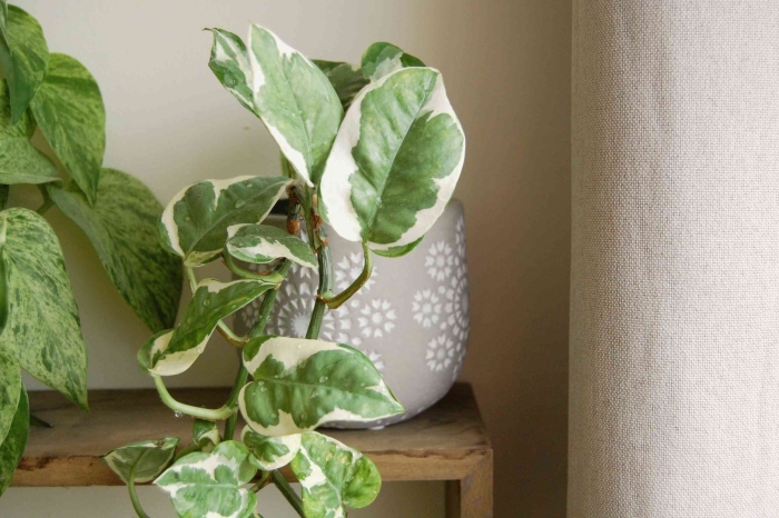 Сциндапсус марбл квин