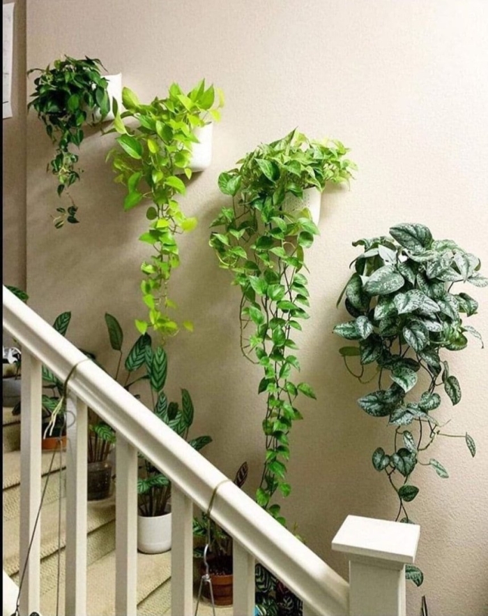 Indoor plants