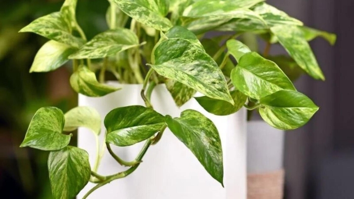 Марбл квин эпипремнум