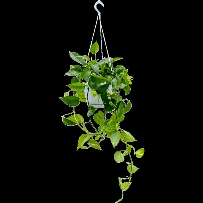 Сциндапсус эпипремнум