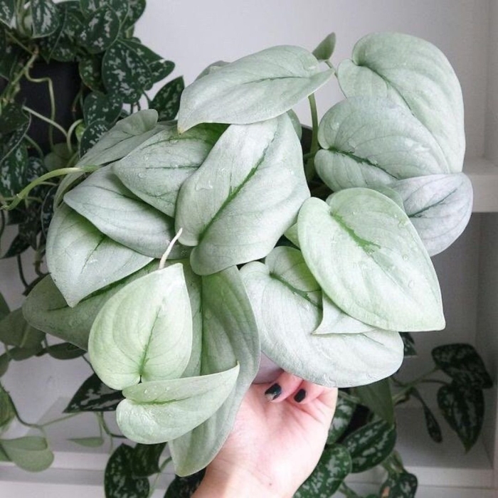 Сциндапсус сильвер хиро