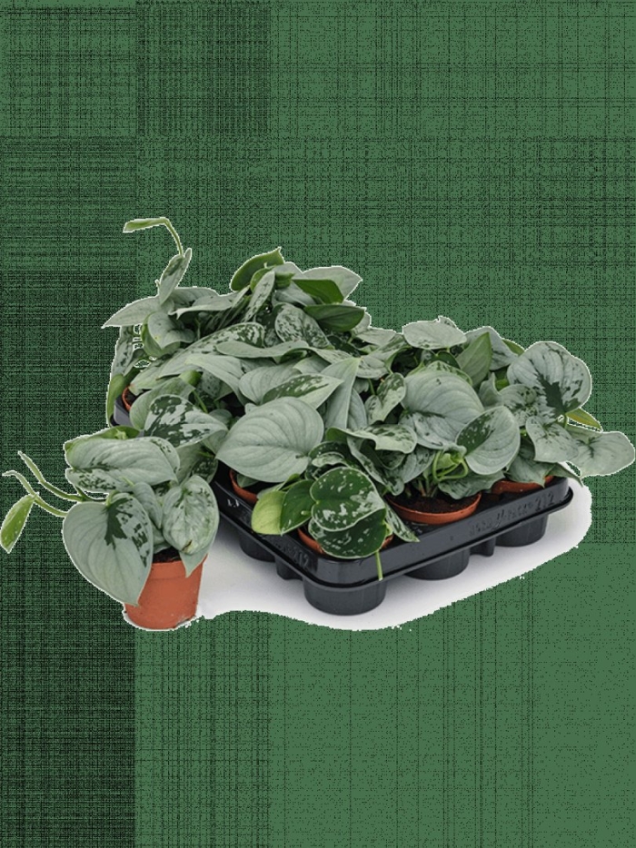 Сциндапсус пиктус сильвер энн