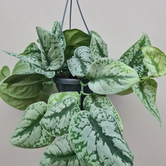 Сциндапсус сильвер квин