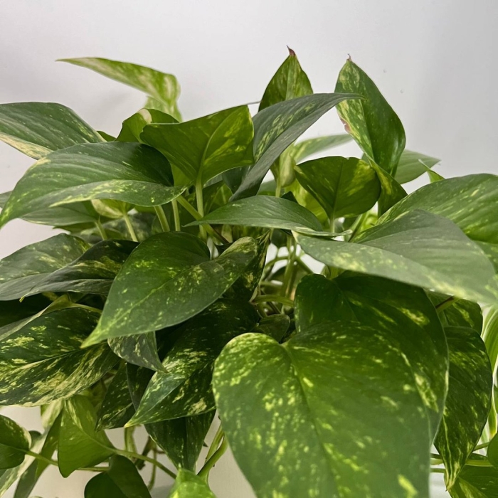 Эпипремнум золотистый epipremnum aureum
