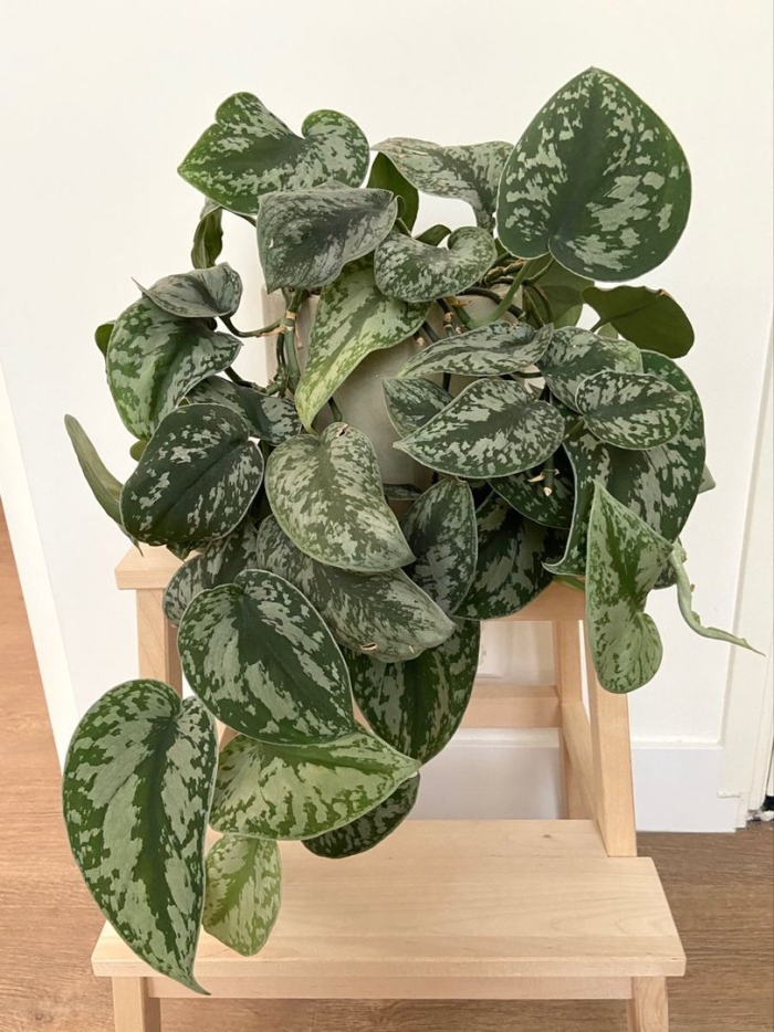 Сциндапсус pictus exotica