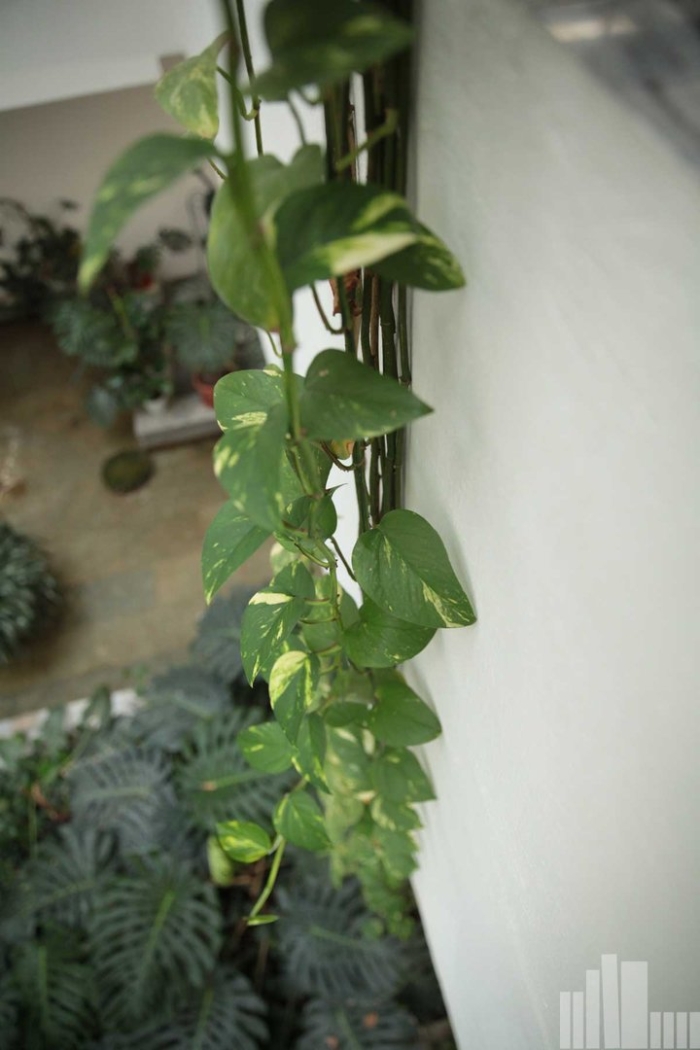 Комнатная лиана
