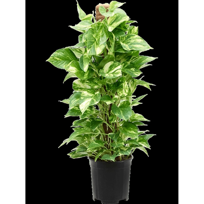 Эпипремнум перистый пиннатум