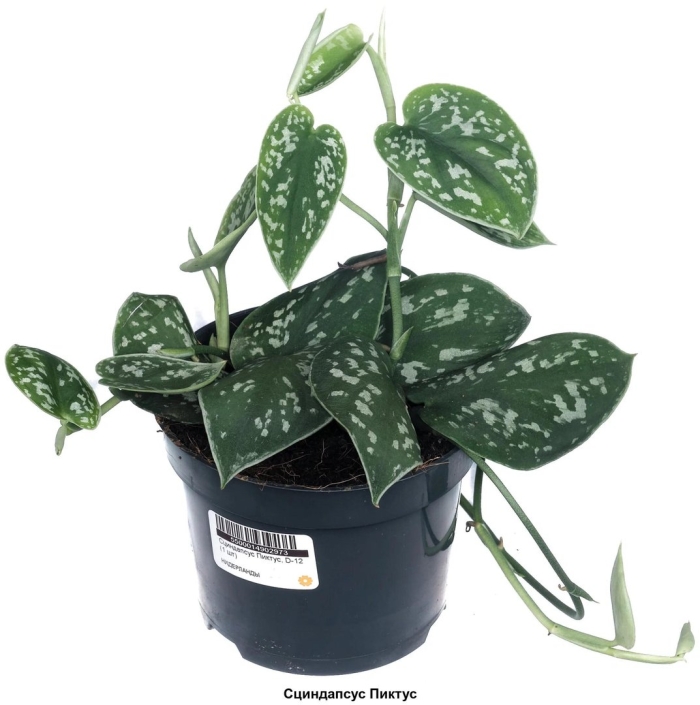 Сциндапсус пиктус