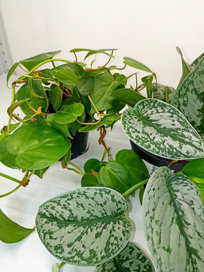 Эпипремнум ауреум в природе