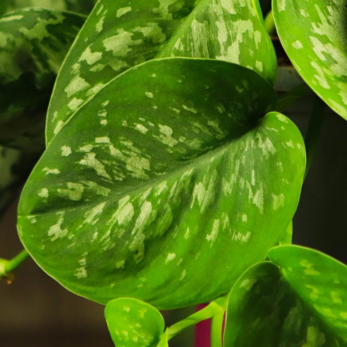 Сциндапсус argyraeus