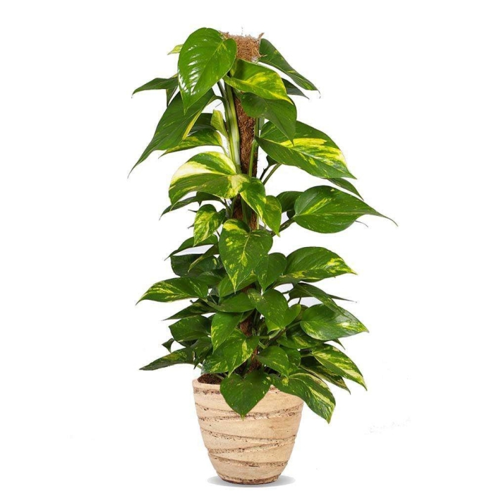 Лиана сциндапсус эпипремнум