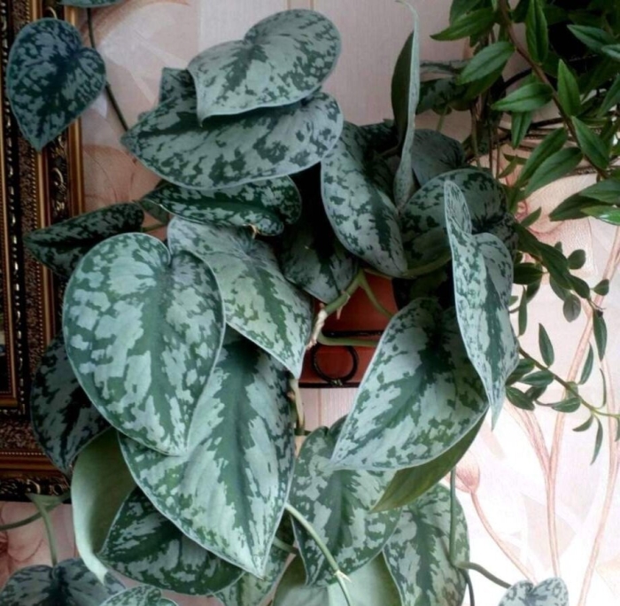 Сциндапсус пиктус аргуреус