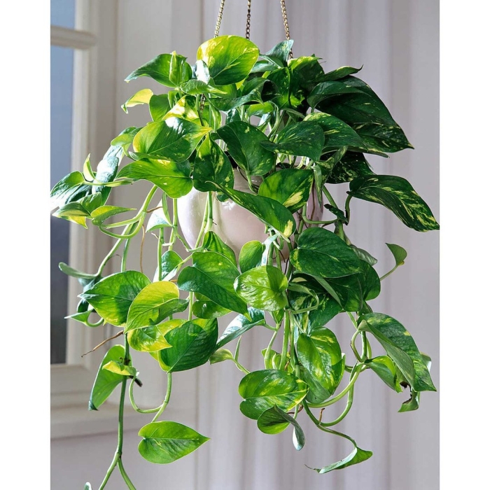 Эпипремнум глобал грин