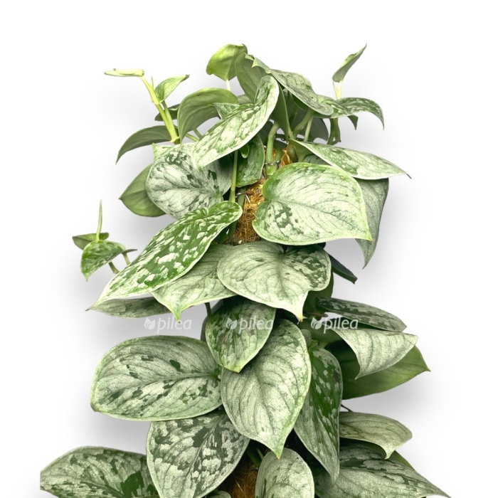 Сциндапсус пиктус сильвер