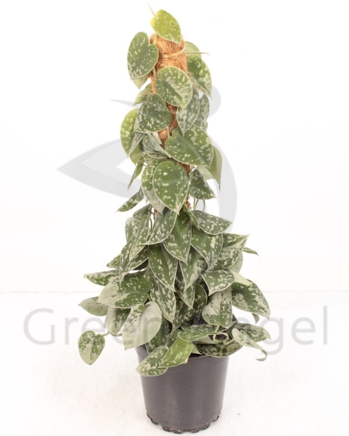 Эпипремнум моссток