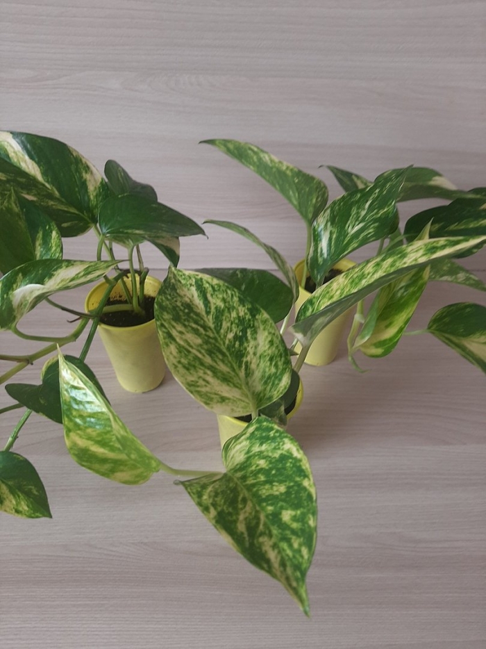 Сциндапсус золотистый