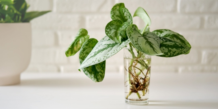 Сциндапсус пиктус сильвер анна