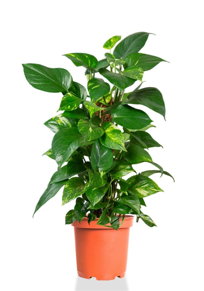 Сциндапсус на опоре