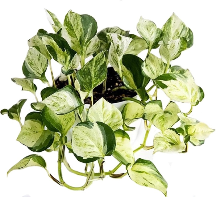 Сциндапсус хэппи лиф