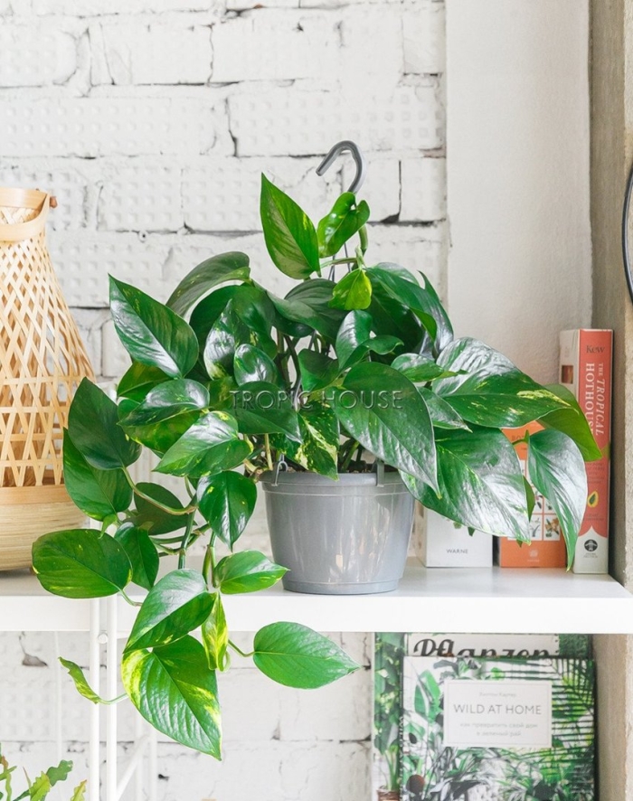 Сциндапсус глобал грин