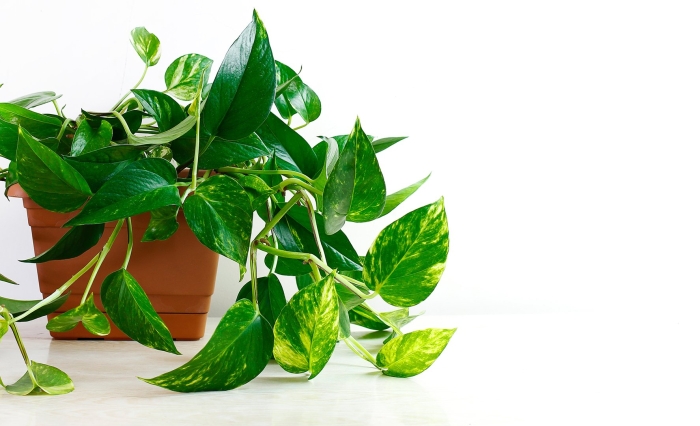 Эпипремнум ауреум