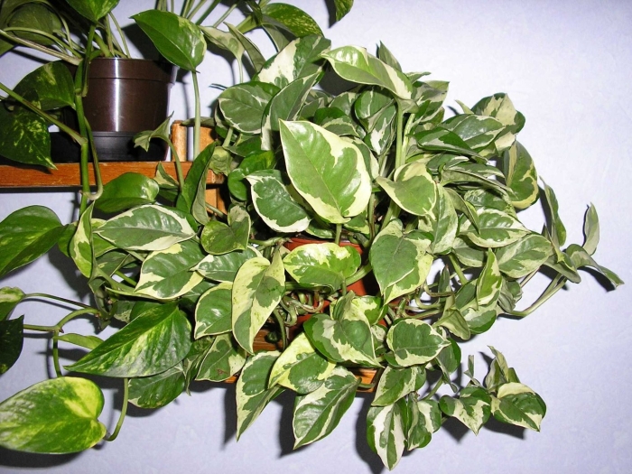 Эпипремнум мужегон