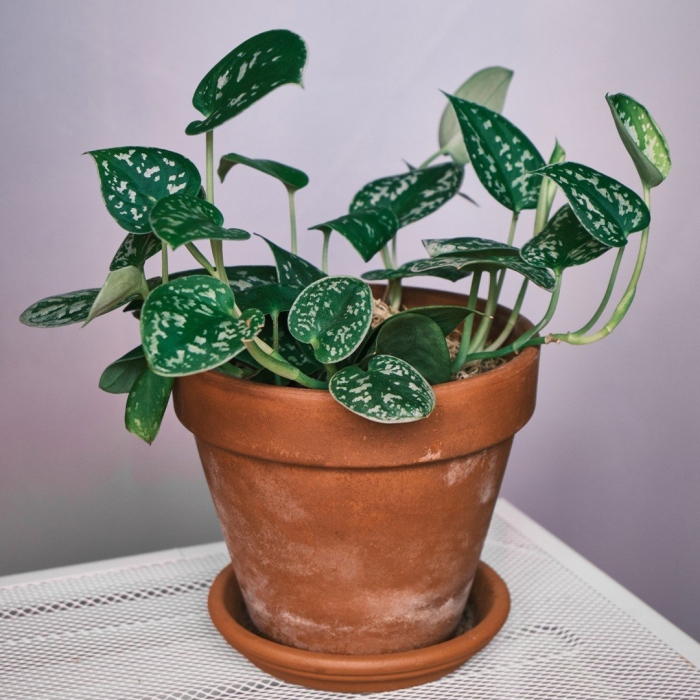 Сциндапсус snake scale