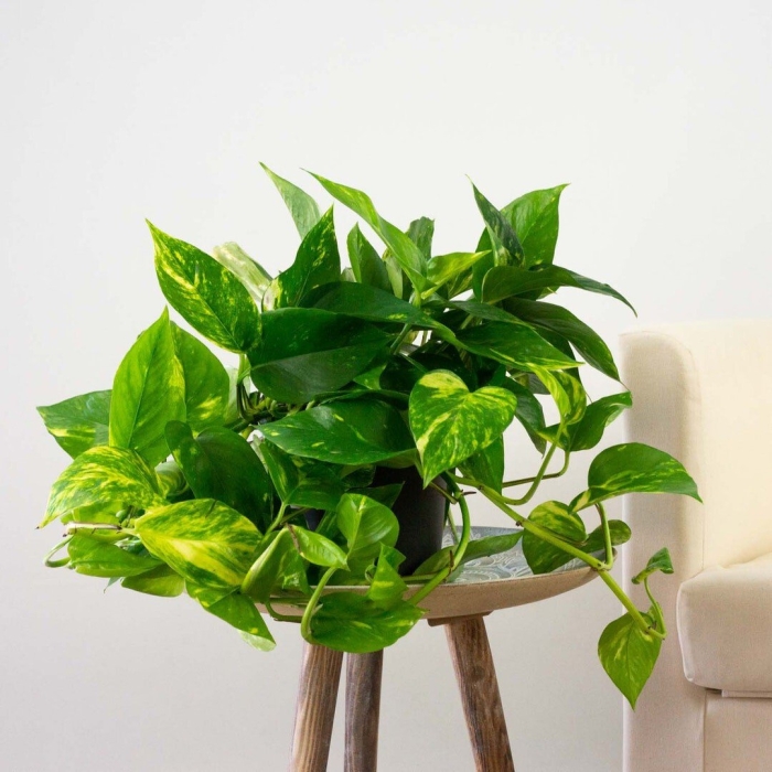 Эпипремнум сциндапсус