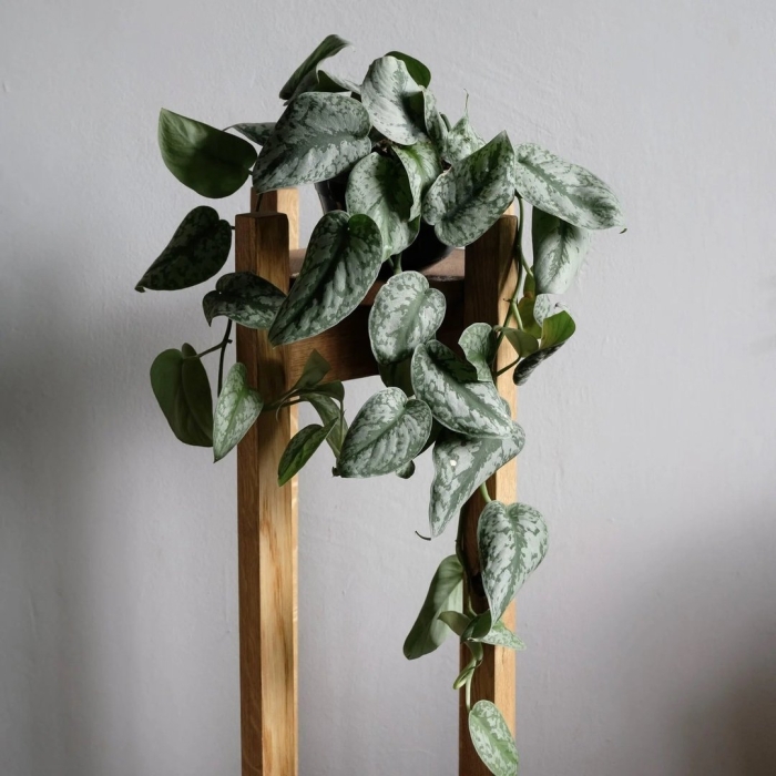 Сциндапсус ароидные