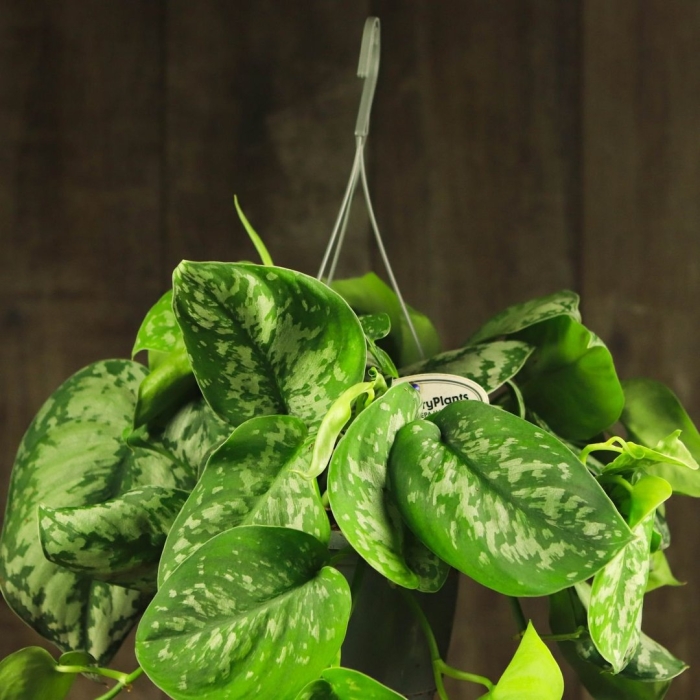 Сциндапсус пиктус