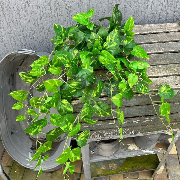 Сциндапсус вьюн лиана