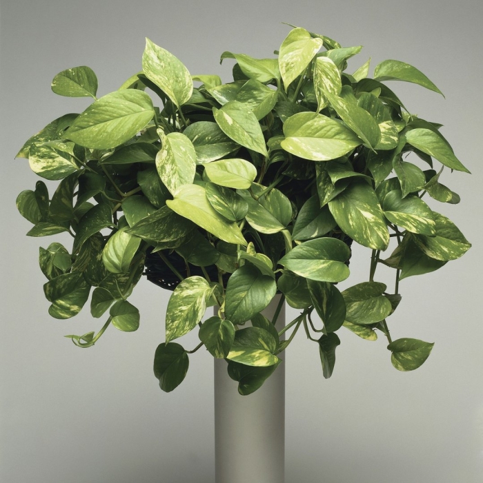 Лиана эпипремнум