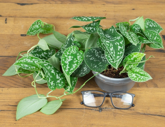 Сциндапсус аргиреус