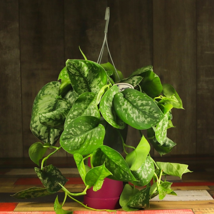 Сциндапсус эпипремнум мунлайт