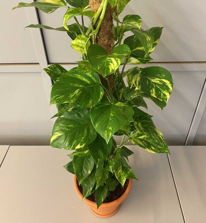 Эпипремнум растение