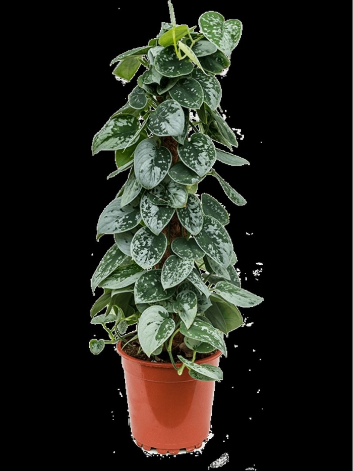 Сциндапсус пиктус сильвер энн