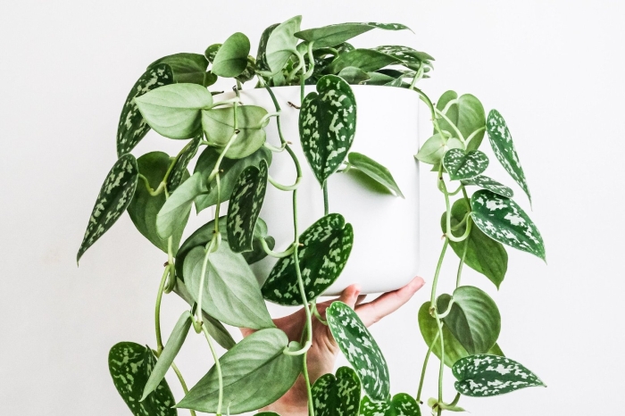 Сциндапсус сильвер сплеш